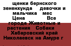 щенки бернского зененхунда. 2 девочки и 2 мальчика(2 мес.) › Цена ­ 22 000 - Все города Животные и растения » Собаки   . Хабаровский край,Николаевск-на-Амуре г.